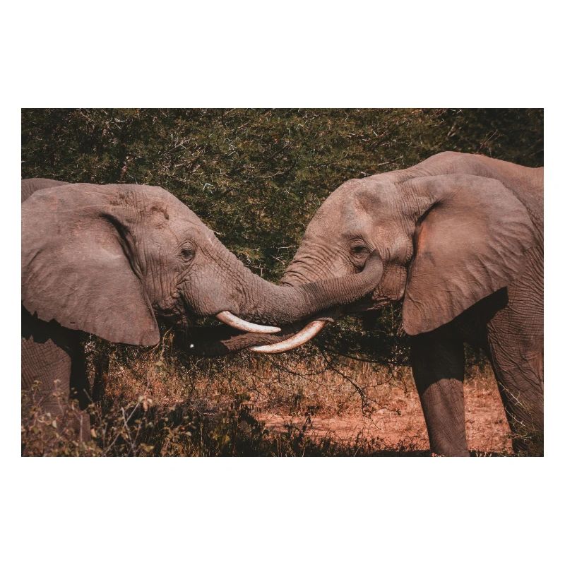 Elephants Intertwining Trunks 