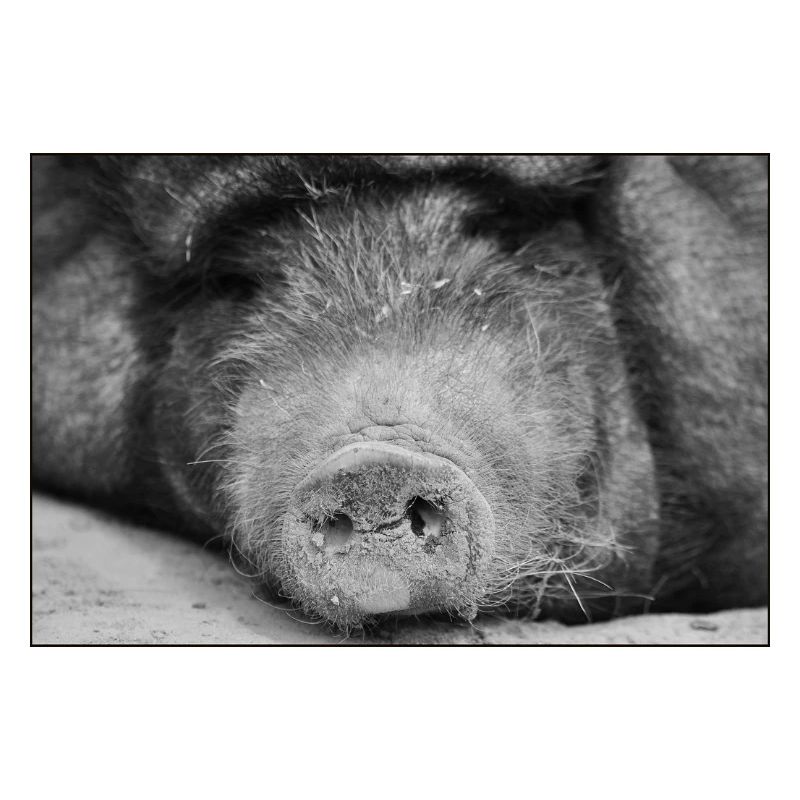 Le cochon avait <3