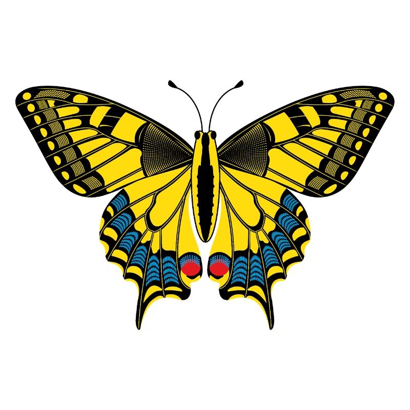 Schmetterling – Papillon
