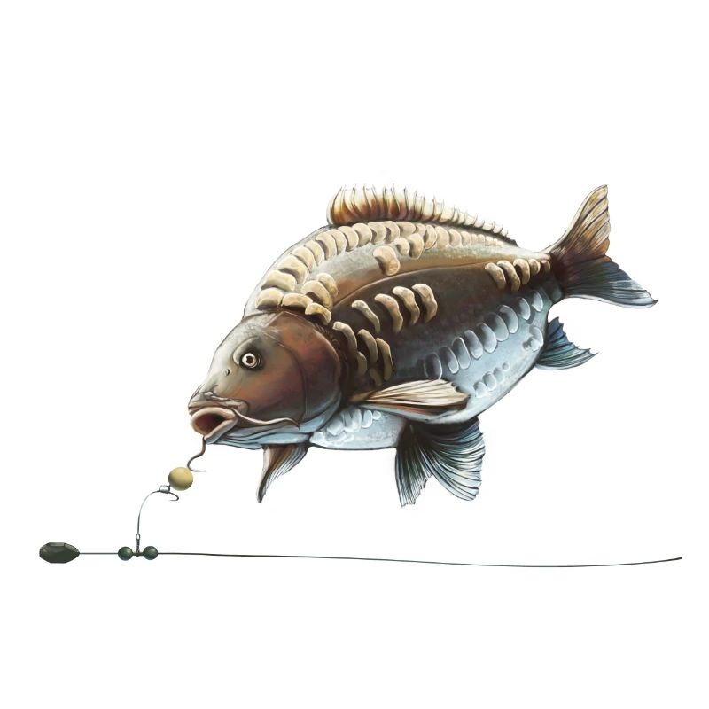 Conception de la pêche à la carpe Chod Rig pour les pêcheurs