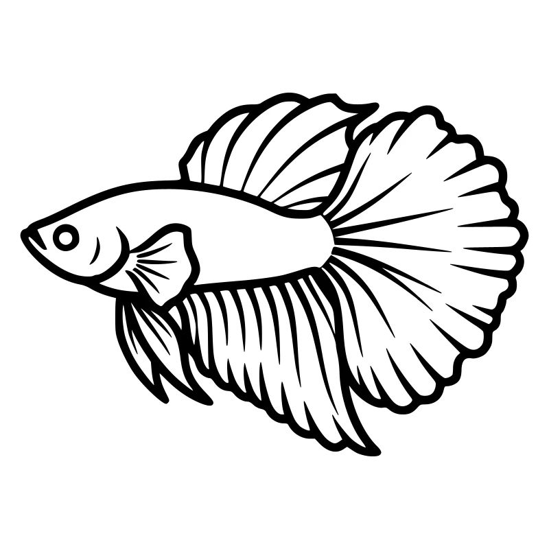 Kampffisch Betta Splendens Akvarium