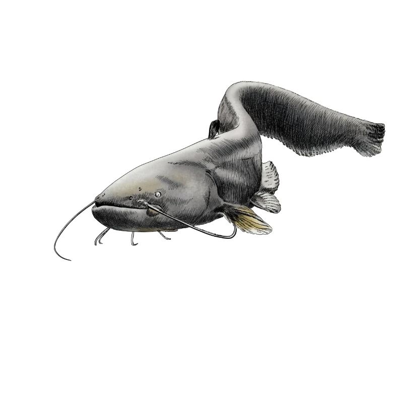 catfish