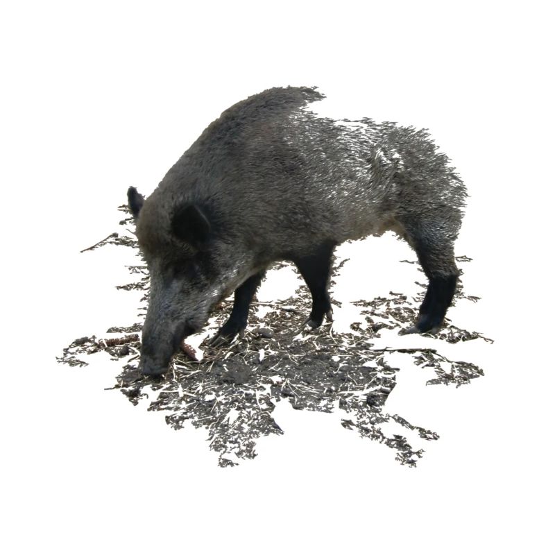 Wild boar