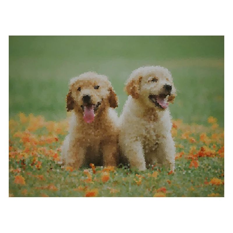2 chiots Labrador Retriever dans le champ de fleurs