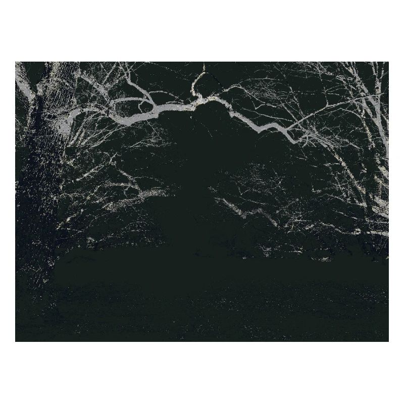 Night Forest Mirror Image