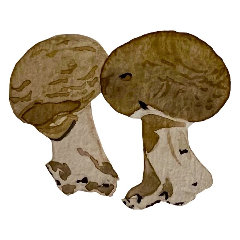 Champignons à l' aquarelle 