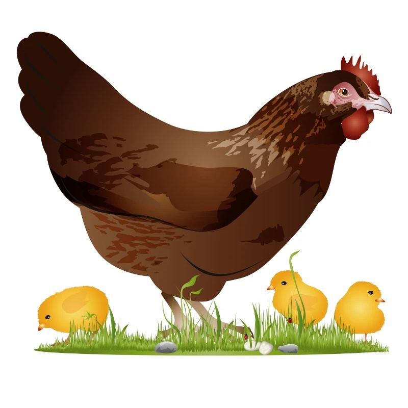 brown chicken with freshly hatched chicks