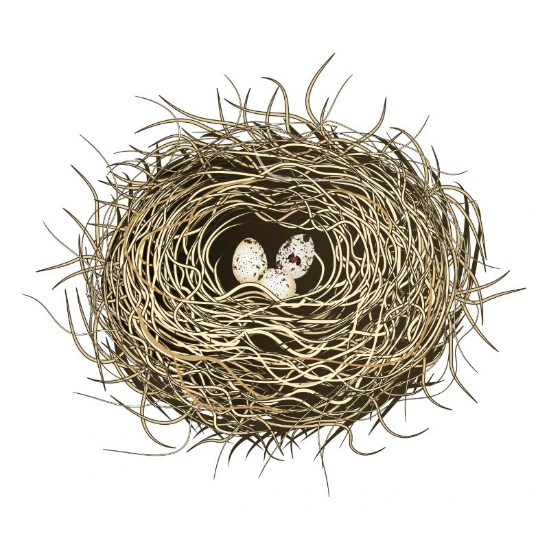 Vogelnest oder Osternest mit drei Vogel Eier