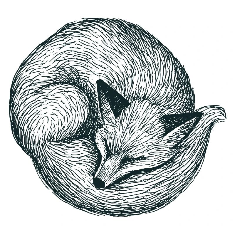 Curled up fox