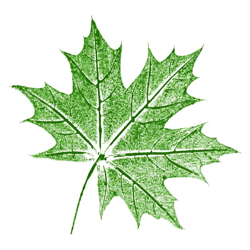 Leaf Maple / Maple Leaf