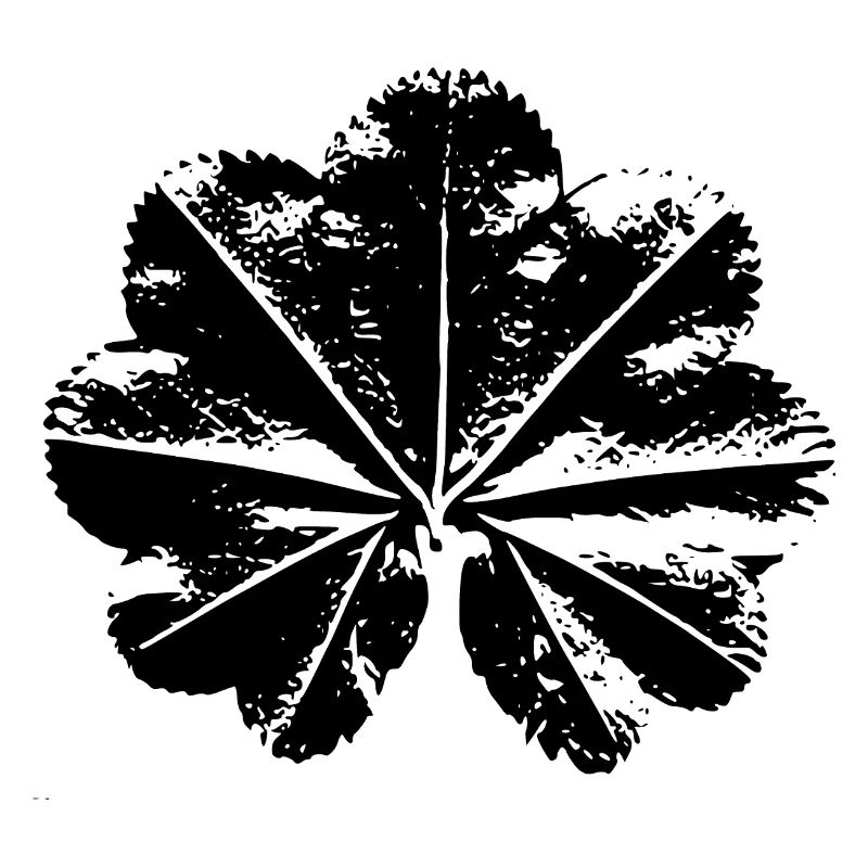 lady's mantle leaf