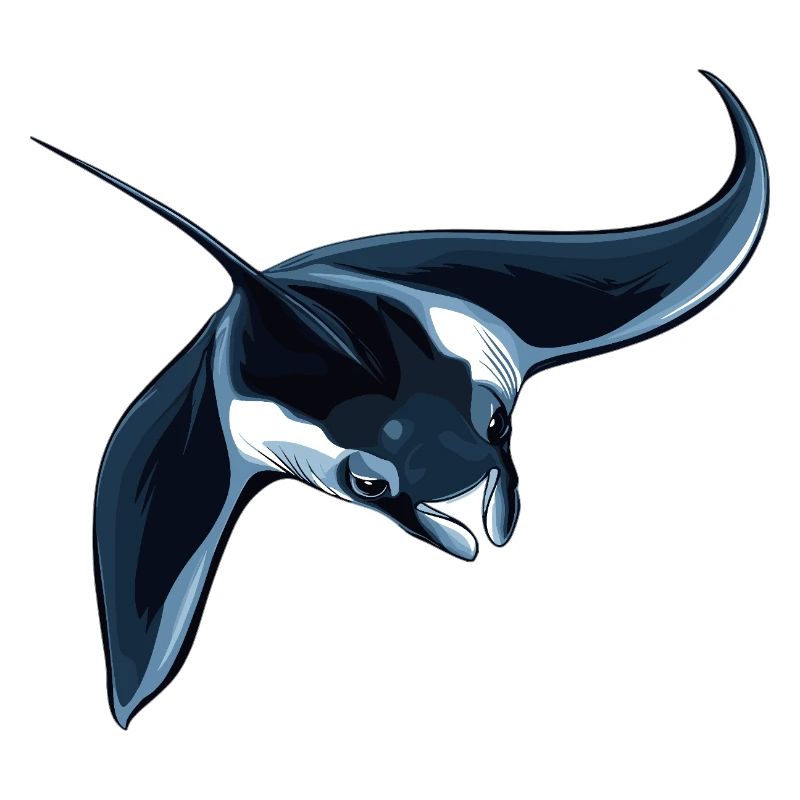 Rays Manta Rays