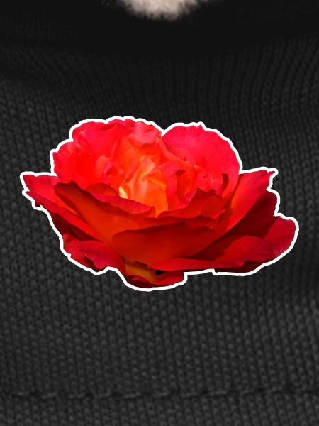 Red rose flower blossom gift