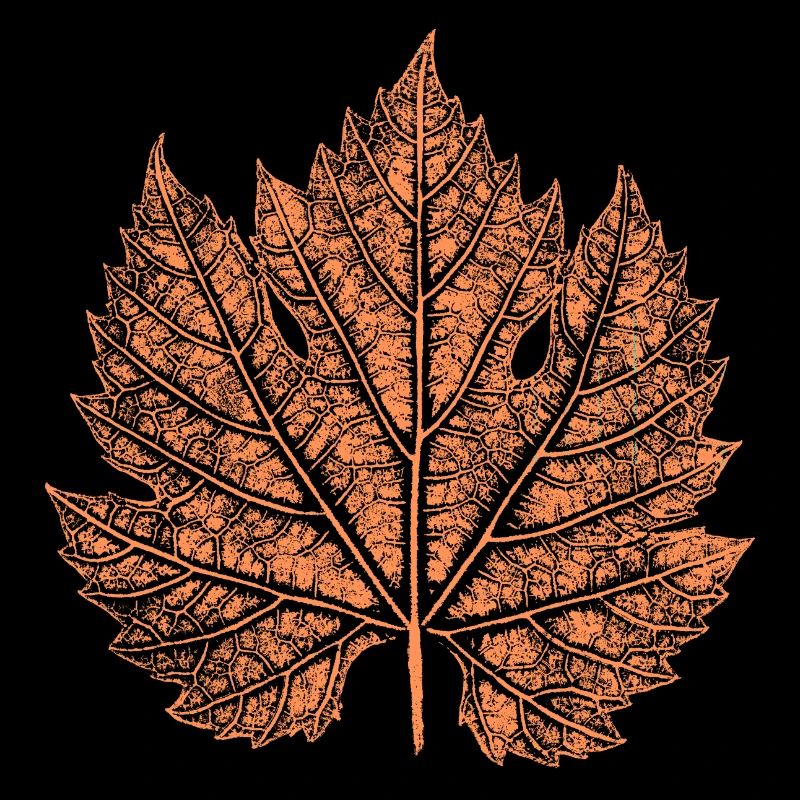 Vin / Feuille / Automne