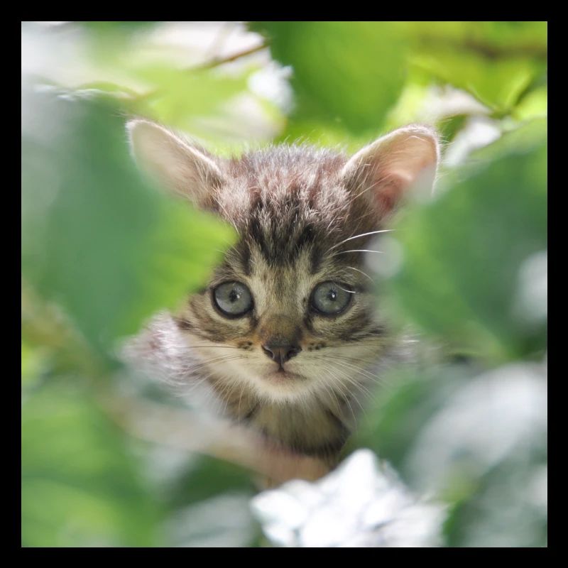 Chaton timide mais curieux