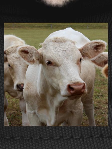 Cow Poster