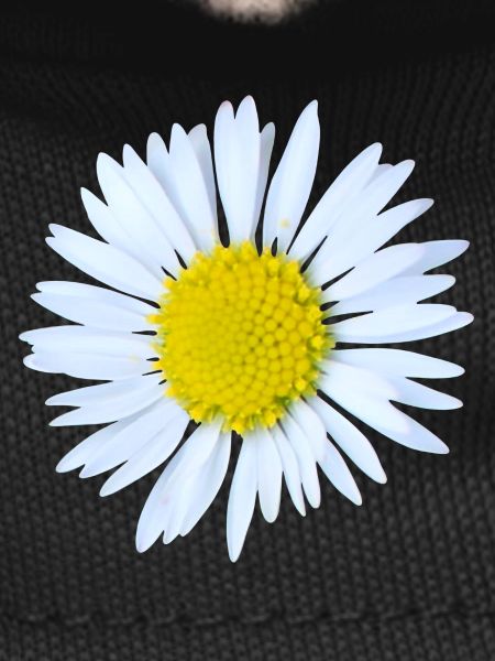 Marguerites