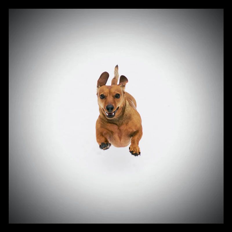 Brown Dachshund
