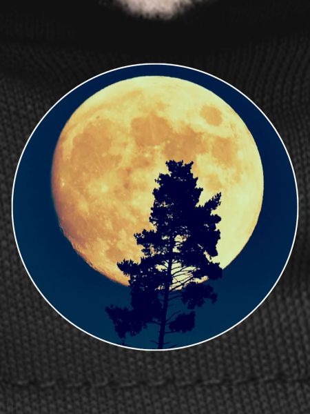 Moonlit Night Forest Silhouette