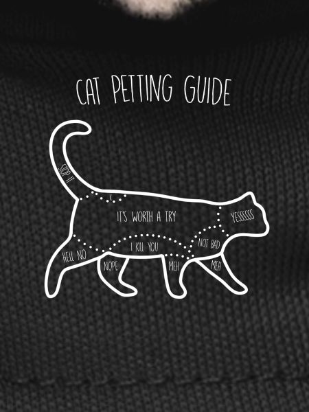 Cat Petting Guide