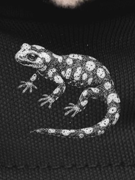 Fire salamander
