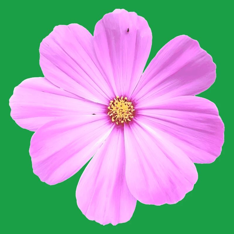 fleur