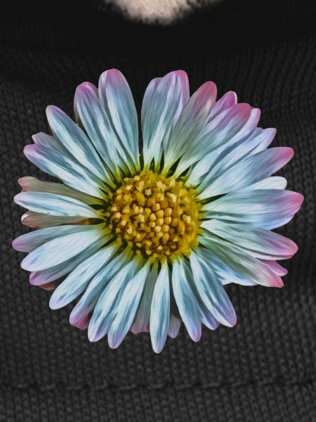Daisy