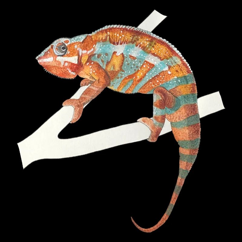orange turquoise chameleon Chamaeleon zeylandicus