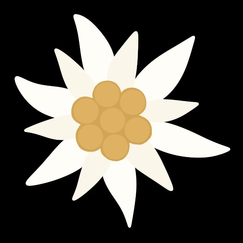 Edelweiss-Blume