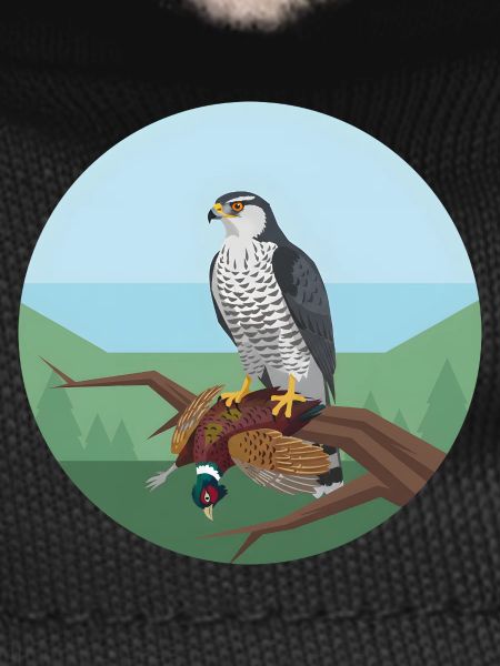 Goshawk with pheasant