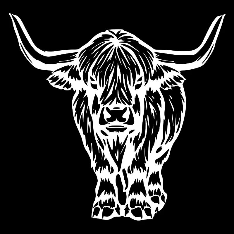 Scottish Highland cattle white