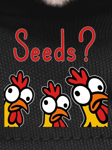 Crazy Chickens Eating Grains Hobby