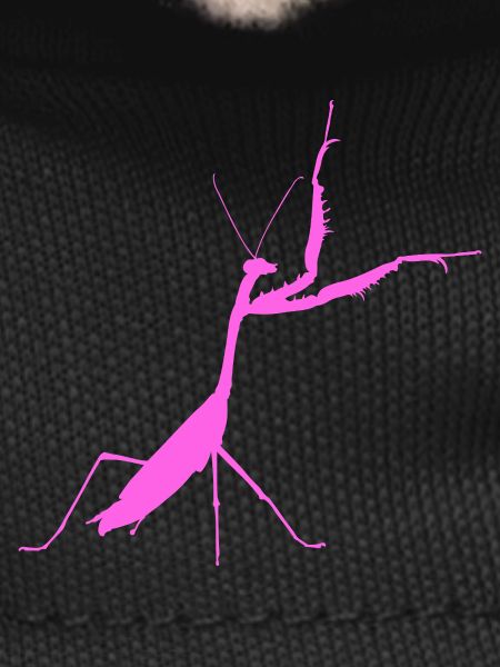 Praying mantis pink