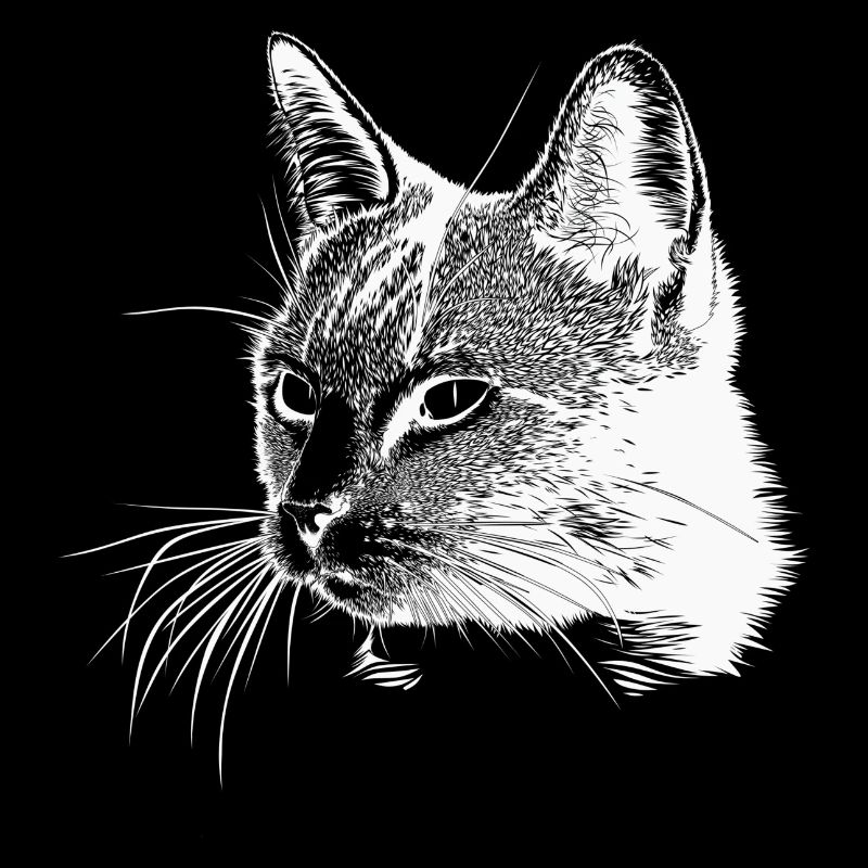 Tête de chat - Blanc