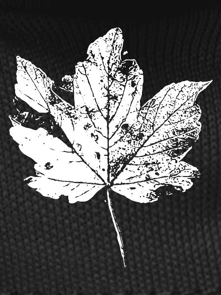 Leaf Autumn Leaf Foliage Autumn