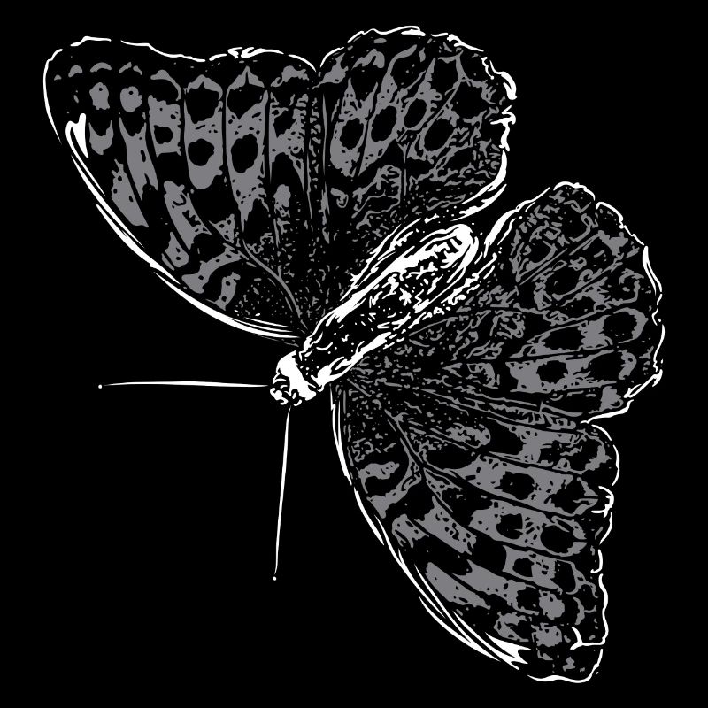 Aile de papillon Papillon Papillon