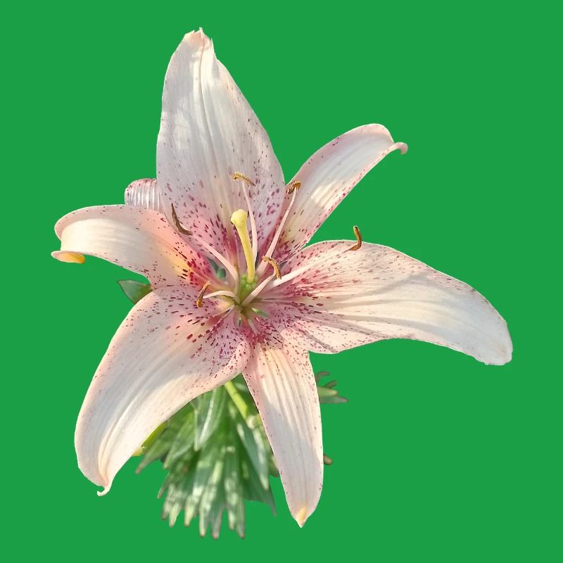 LYS ROSE