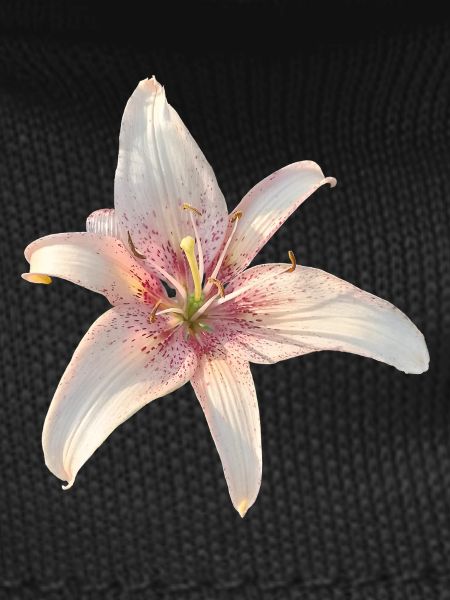 Lily Roses Blossoms