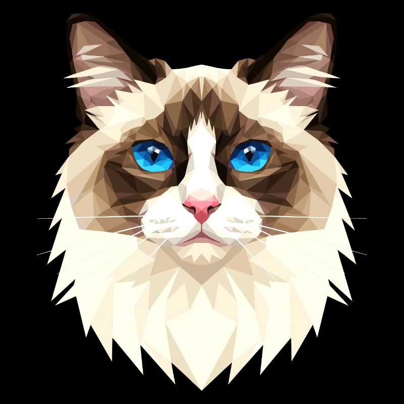 Ragdoll Katze Ragdollkatze Cat Süße Ragdoll Katzen