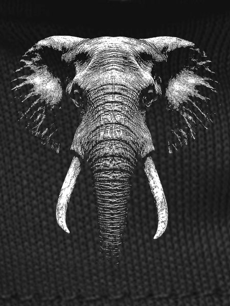 Éléphant d’afrique