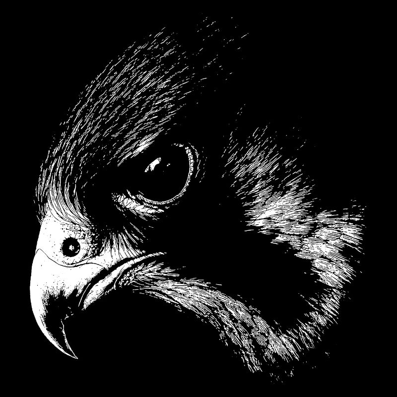 peregrine falcon