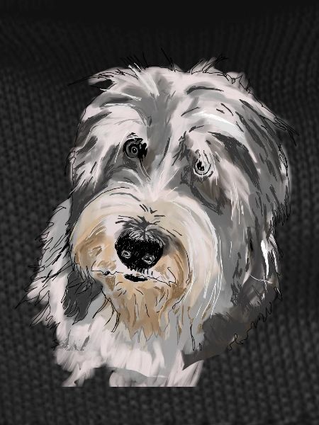 Bearded Collie