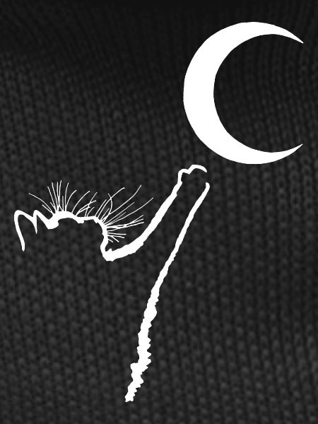 The cat and the moon