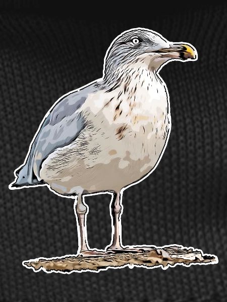 Gull