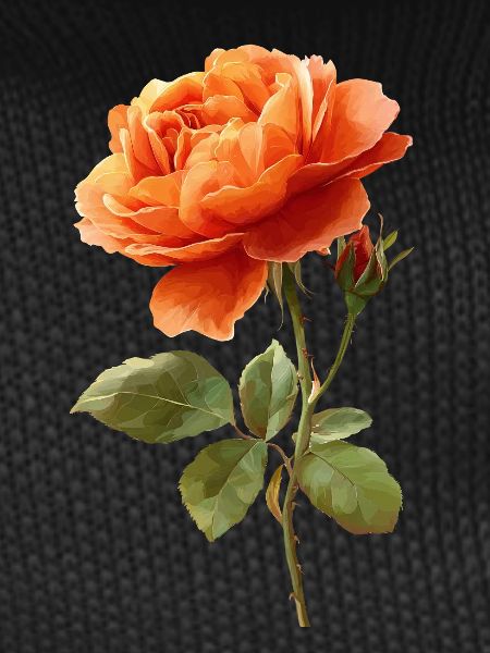 Orange Rose