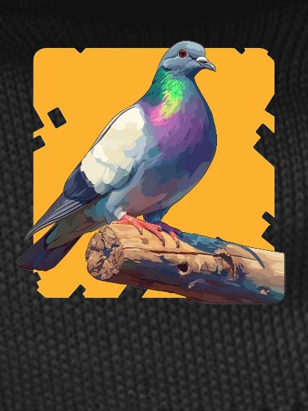 Pigeons Pigeon