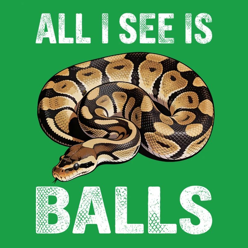 Königspython Schlangen Liebhaber Terrarium Python