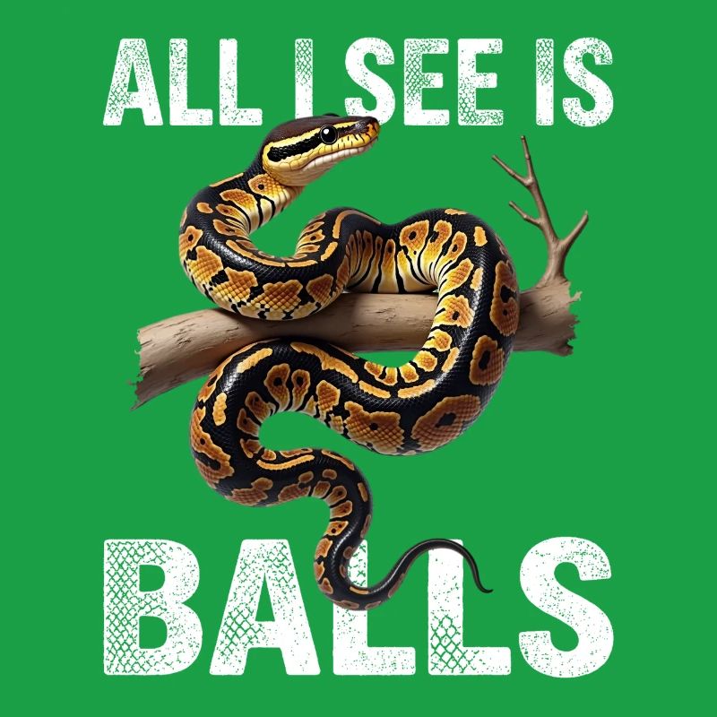 Königspython Schlangen Liebhaber Terrarium Python