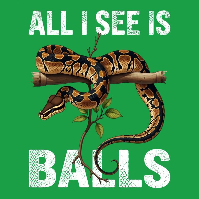 Königspython Schlangen Liebhaber Terrarium Python