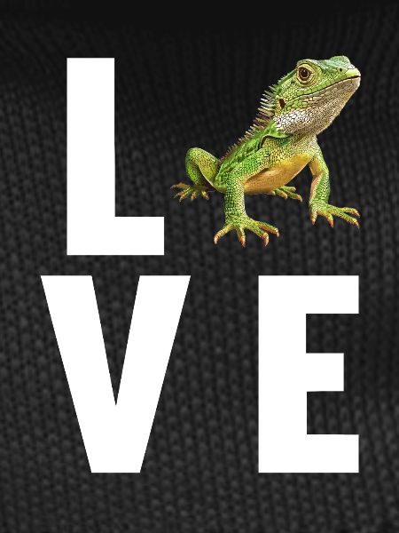 Lizards Lizard
